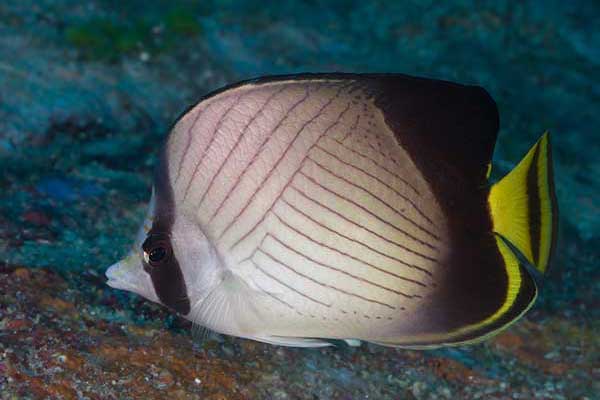  (Chaetodon decussatus)