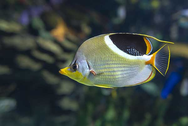 Chetonik siodłaty (Chaetodon ephippium)