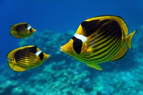 (Chaetodon fasciatus)