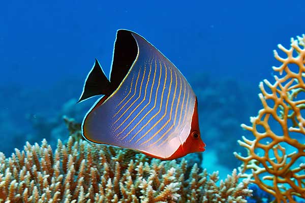 (Chaetodon larvatus)