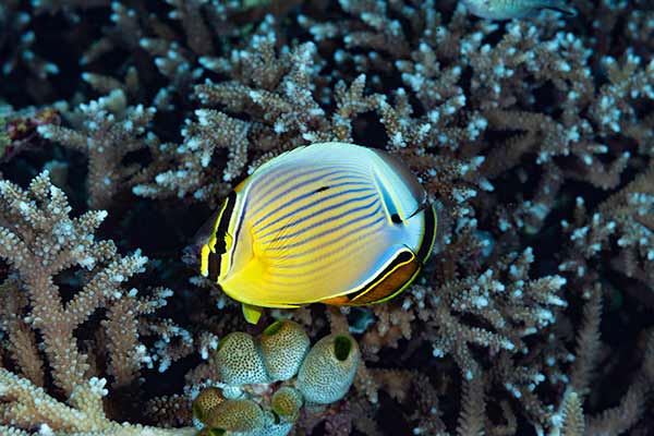 (Chaetodon lunulatus)