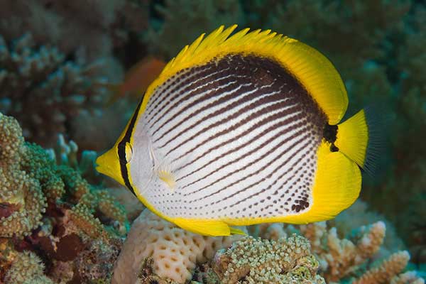 Ustnik ciemnopręgi (Chaetodon melannotus)