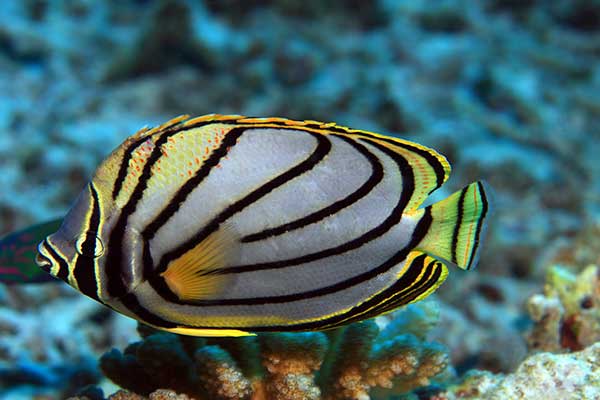 Chetonik Meyera (Chaetodon meyeri)