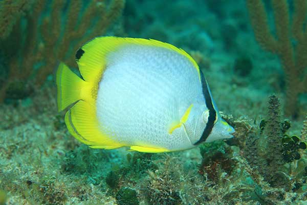 Ustnik płetwoplamy (Chaetodon ocellatus)