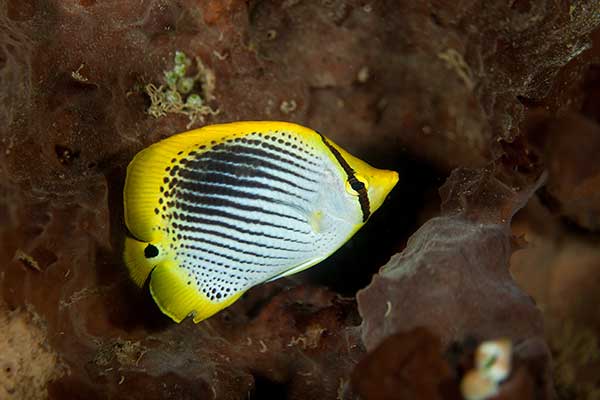 (Chaetodon ocellicaudus)