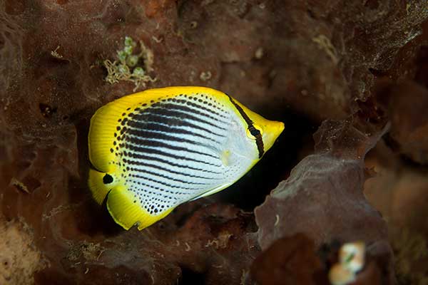  (Chaetodon ocellicaudus)