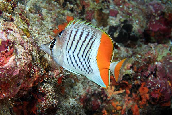 (Chaetodon paucifasciatus)
