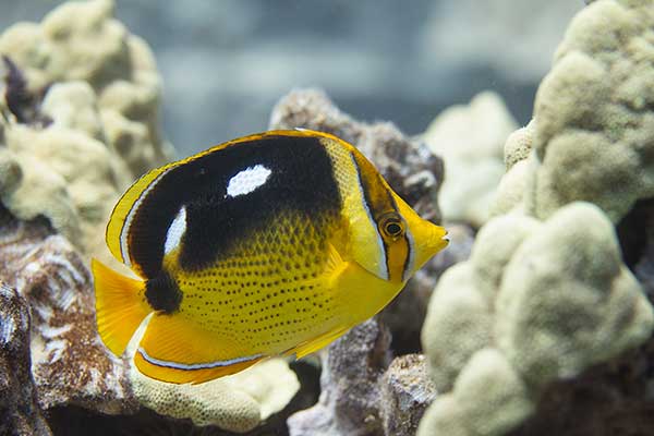 (Chaetodon quadrimaculatus)