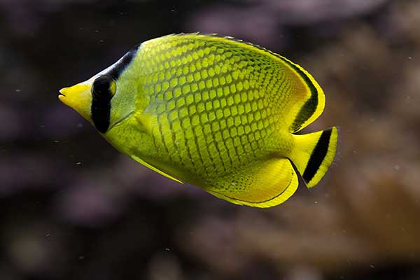 (Chaetodon rafflesii)