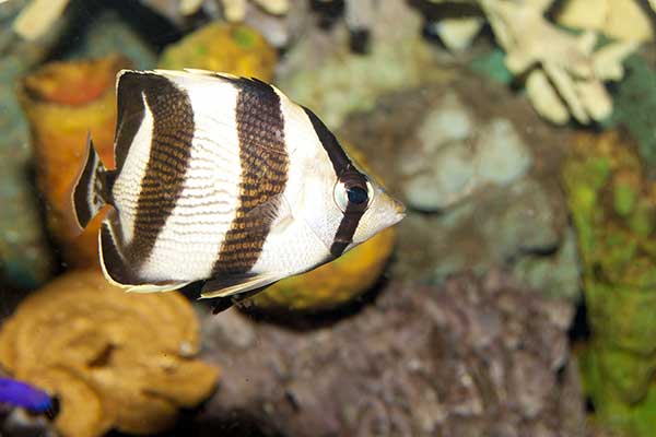(Chaetodon striatus)
