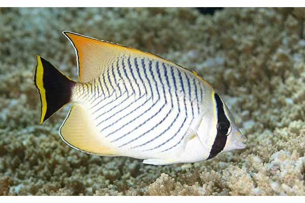 (Chaetodon trifascialis)