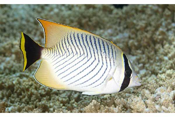  (Chaetodon trifascialis)