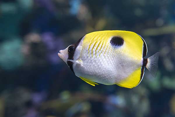 Ustnik wielkoplamek (Chaetodon unimaculatus)