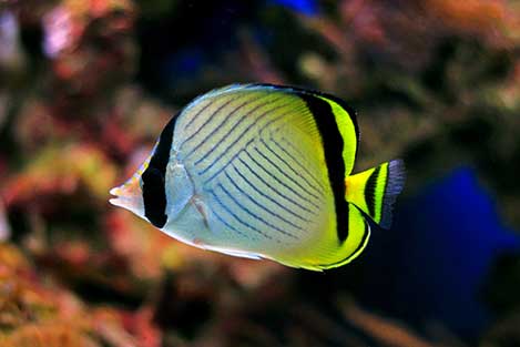 Ustnik wagabunda (Chaetodon vagabundus)