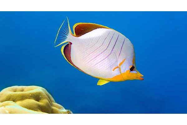 Motylek złotogłowy (Chaetodon xanthocephalus)