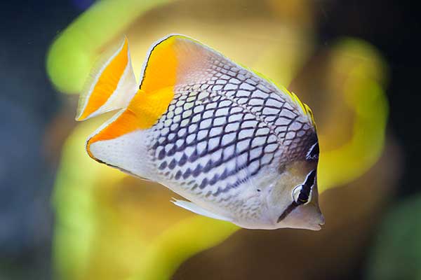 (Chaetodon xanthurus)