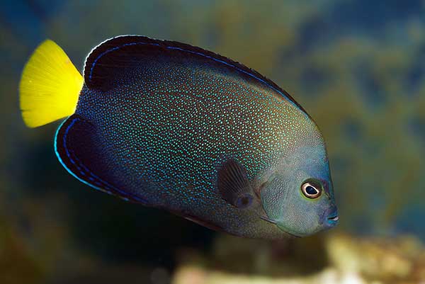 (Chaetodontoplus caeruleopunctatus)