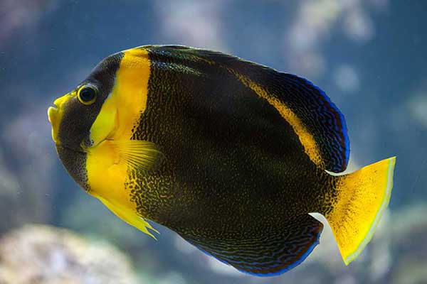 (Chaetodontoplus duboulayi)