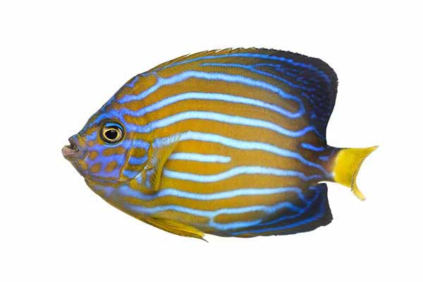  (Chaetodontoplus septentrionalis)