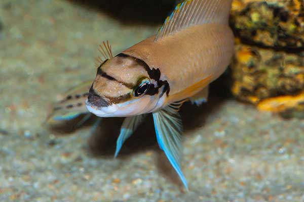 (Chalinochromis brichardi)