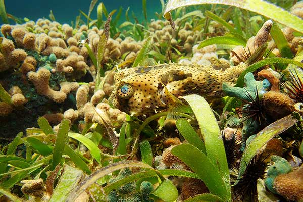 (Chilomycterus antennatus)