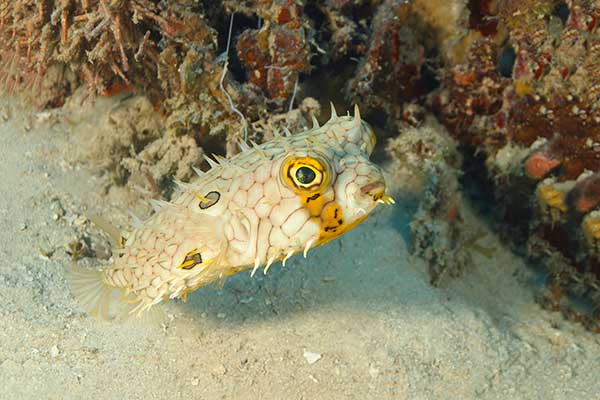 (Chilomycterus antillarum)