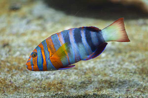 Cherodon arlekin (Choerodon fasciatus)