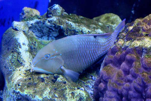 (Choerodon schoenleinii)
