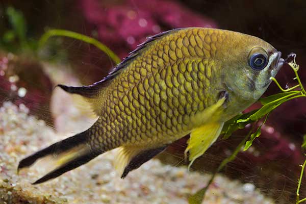 (Chromis limbata)