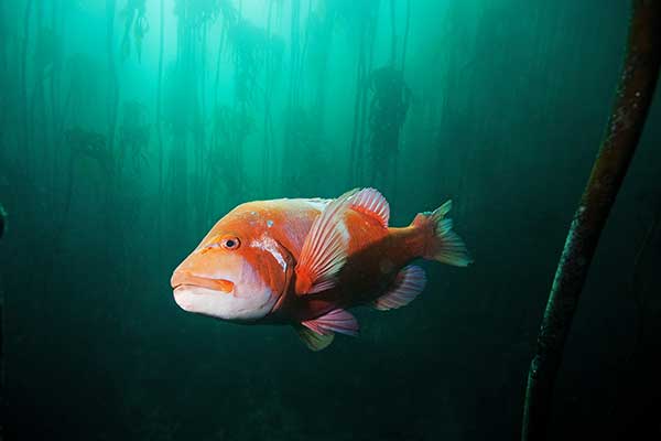 (Chrysoblephus laticeps)