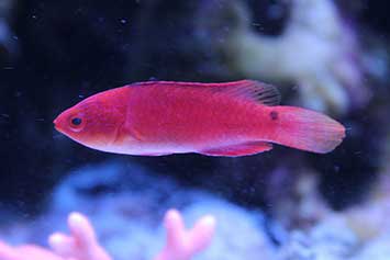 (Cirrhilabrus adornatus)