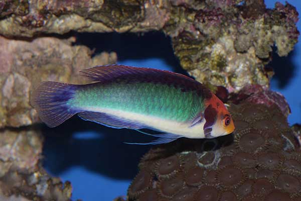 (Cirrhilabrus solorensis)