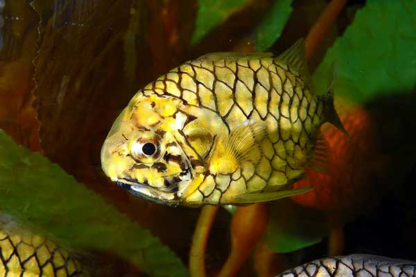 (Cleidopus gloriamaris)
