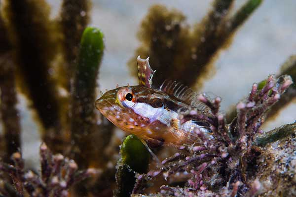(Clinus superciliosus)