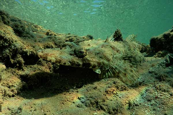 (Cociella crocodila)