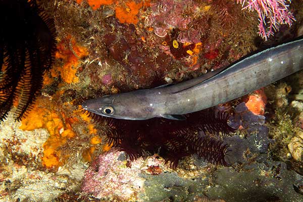 (Conger cinereus)