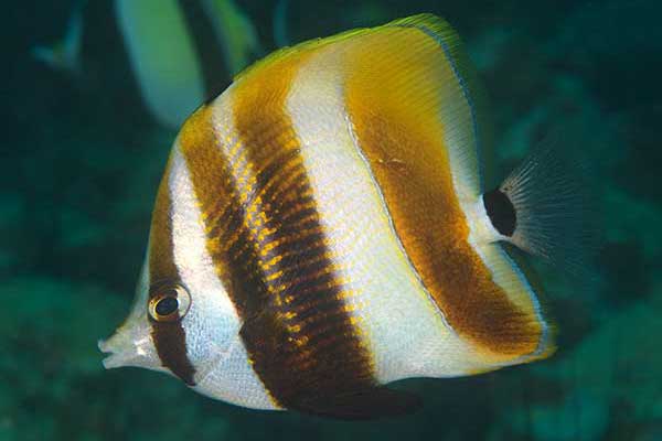 (Coradion altivelis)