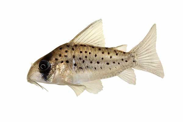 (Corydoras atropersonatus)
