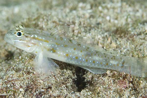 (Coryphopterus glaucofraenum)