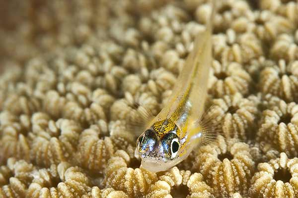 (Coryphopterus lipernes)