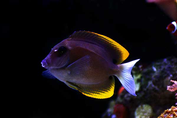 (Ctenochaetus tominiensis)