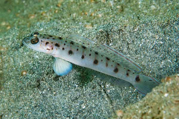 (Ctenogobiops feroculus)
