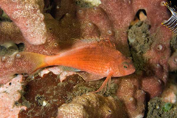 (Cyprinocirrhites polyactis)