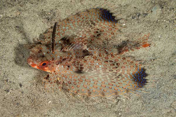 (Dactyloptena macracantha)