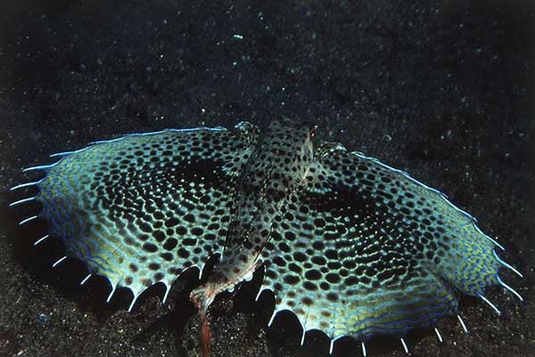 (Dactyloptena orientalis)