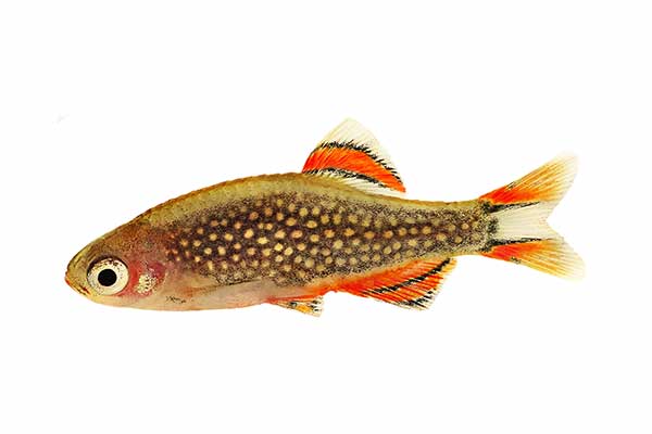 (Danio margaritatus)