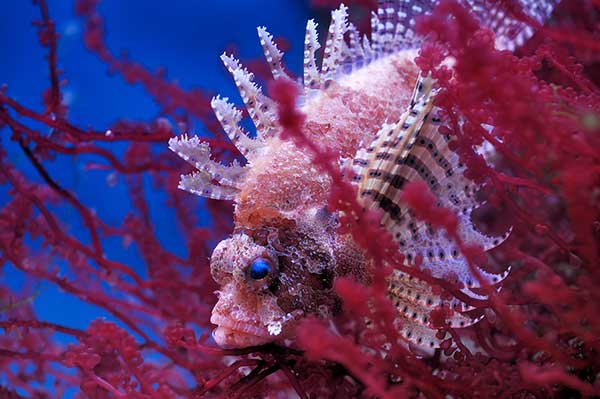 (Dendrochirus brachypterus)
