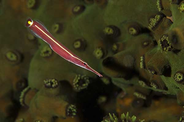 Diademik (Diademichthys lineatus)