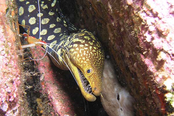 (Enchelycore anatina)