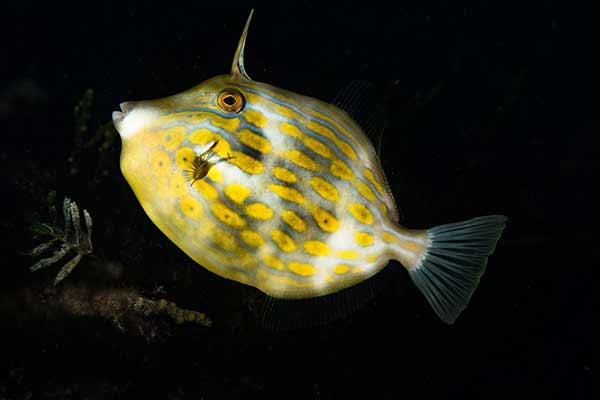 (Eubalichthys mosaicus)